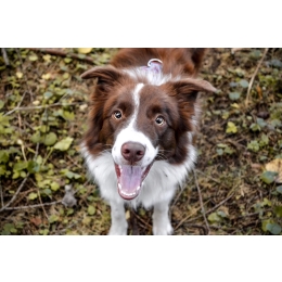 Jakie środki zastosować, aby ochronić psa przed kleszczami?