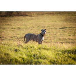 Amstaff (American staffordshire terrier) - charakter, zdrowie, akcesoria (Encyklopedia ras)