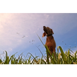 Dirofilarioza u psów i kotów – objawy, leczenie i profilaktyka