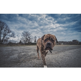 Hotel dla psów – jak wygląda? Jakie oferuje usługi?