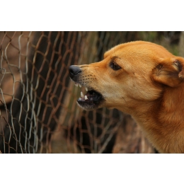 Agresywny pies – skąd biorą się niepożądane zachowania i jak sobie z nimi poradzić?