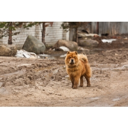 Chow chow – najważniejsze informacje o rasie