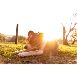 W jaki sposób schłodzić psa w upalne dni w domu i na świeżym powietrzu?