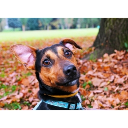 Czyszczenie uszu u psa i kota. Jak poprawnie zadbać o higienę ich uszu?