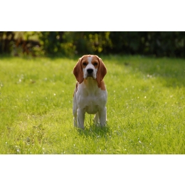 Beagle – najważniejsze informacje o rasie