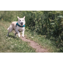 Jak gwizdek oddziałuje na psa? Jak właściwie używać tego przyrządu?