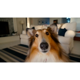 Rodzaje alergii u zwierząt - jakie są przyczyny i niepokojące objawy?