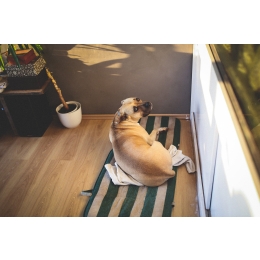 Wymioty u psa – przyczyny dolegliwości i zasady postępowania