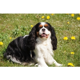 Cavalier King Charles Spaniel - charakterystyka, pielęgnacja, zdrowie ( Encyklopedia psów )