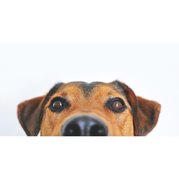 Jak widzi pies? Czy rozróżnia kolory i czy widzi dobrze w nocy?