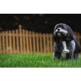 Shih tzu - najważniejsze informacje o rasie