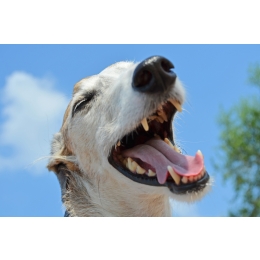 Czy warto czyścić psu zęby? Czy można to robić samemu?