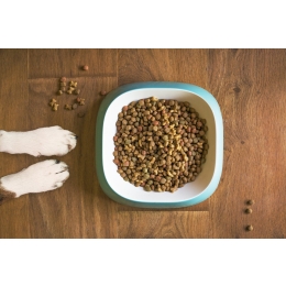 Odpowiednie dawkowanie karmy dla psa, czyli sposoby na utrzymanie prawidłowej wagi