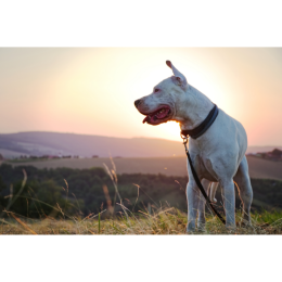 Dog kanaryjski (Dogo canario) - encyklopedia ras psów