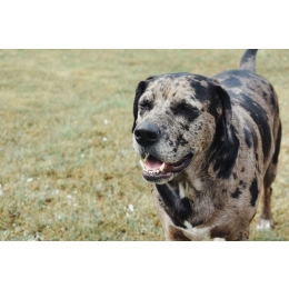 Catahoula Leopard Dog – Encyklopedia psów