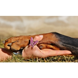 Szczepienia psów i kotów. Kalendarz szczepień i zalecenia.