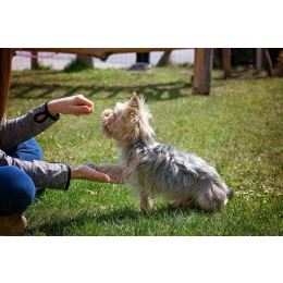 Jak nauczyć psa podstawowych komend?