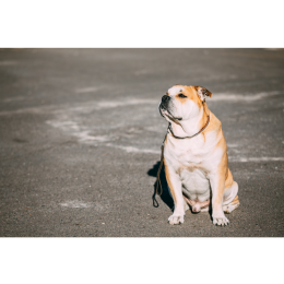 Dog z Majorki (Ca de bou dog) - Encyklopedia ras psów