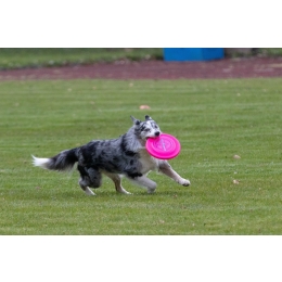 Dogfrisbee – czym są latające psy? Jak przeprowadzić trening dogfrisbee krok po kroku?