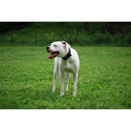 Dog argentyński - najważniejsze informacje o rasie - Encyklopedia psów