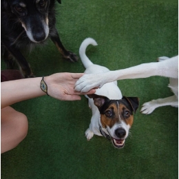 Dogoterapia dla dzieci i dorosłych – wszystko na temat terapii ze wsparciem psów