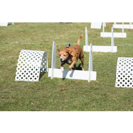 Poznaj flyball dog! Czy to aktywność dla twojego psa?