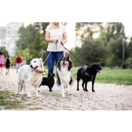Dog walker - praca dla miłośnika zwierząt