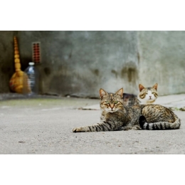 Dokarmianie kotów – jak pomóc bezdomnym kotom i nie dostać mandatu?