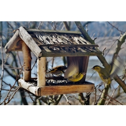 Jak dokarmiać zimą ptaki?