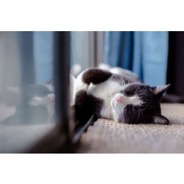 Jak stworzyć bezpieczny dom dla kota?