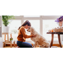 Dom tymczasowy dla psa - co to, jak zostać? Przewodnik