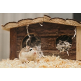 Charakterystyka chomika syryjskiego. Jak o niego zadbać?