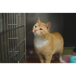 Czy kota trzeba szczepić? Na co zaszczepić mruczka?