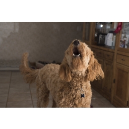 Dlaczego pies wyje? Lista możliwych powodów wycia