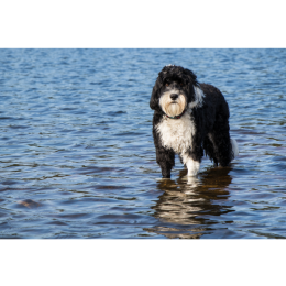 Portugalski pies dowodny (Cão de Água Português) - encyklopedia ras psów