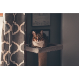 Jak w prosty sposób zrobić samemu drapak dla kota?