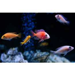 Jakie są drapieżne ryby akwariowe?