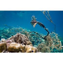 Duch amazoński (duch brazylijski) - najważniejsze informacje o gatunku