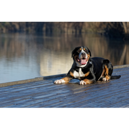 Duży szwajcarski pies pasterski - encyklopedia ras psów