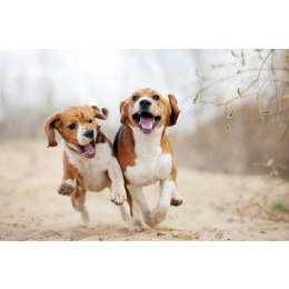 Dymorfizm płciowy - co to jest i jak go odróżnić?