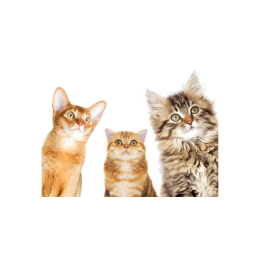 Kiedy wypada Dzień Kota i jak go celebrować - sprawdzone tipy!