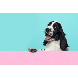 Kiedy jest Dzień Psa i jak go obchodzić?