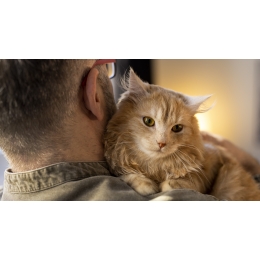 Jak oswoić kota? Krok po kroku do przyjaźni i zaufania