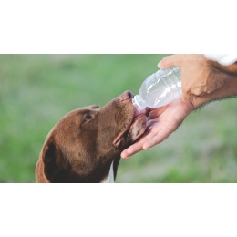 Elektrolity dla psa: kiedy i jak je uzupełniać?