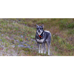Elkhund szary (norweski pies na łosie) - encyklopedia ras psów