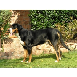 Entlebucher (mountain dog) - najważniejsze informacje o rasie
