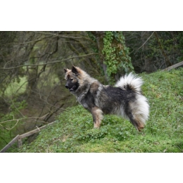 Eurasier (Eurasian dog) – Encyklopedia psów