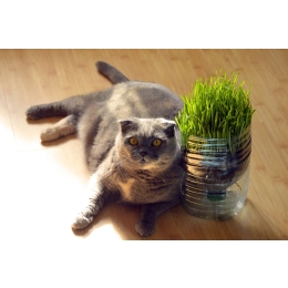 Dlaczego koty jedzą trawę? Jaką trawę dla kota wybrać?