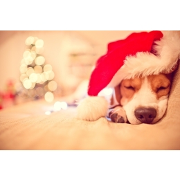 Boże Narodzenie z psem i kotem