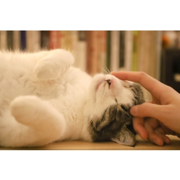 Felinoterapia – jak wygląda leczenie kotem?